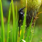 黄翅澳蜜鸟   New Holland Honeyeater 